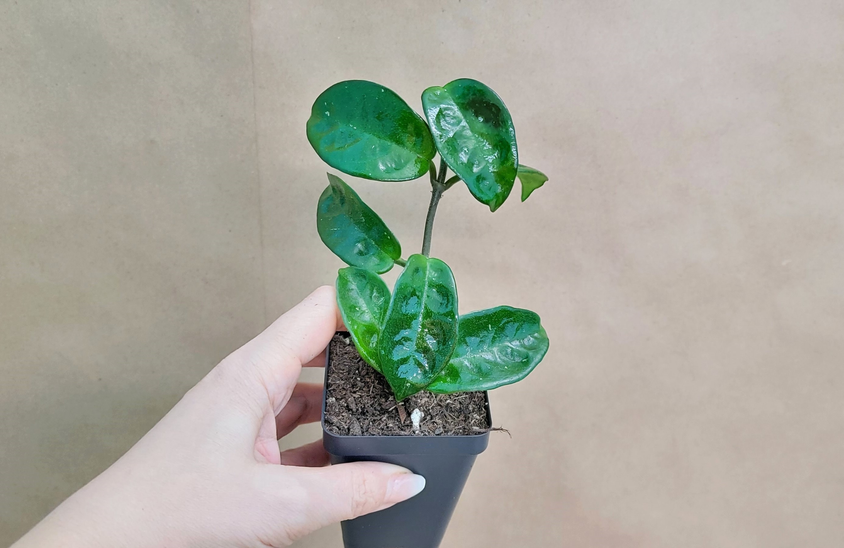 Hoya Krinkle8 Live Rare Houseplants - Fully Rooted Live Indoor Plants in 3" Pot