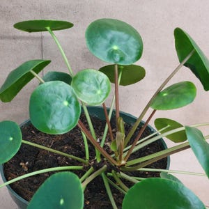 May include: A potted Pilea peperomioides plant, also known as a Chinese money plant, featuring vibrant green, round leaves. The plant is in a dark green pot, with brown stems and soil visible.