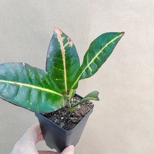 Croton Petra, Codiaeum Variegatum live rare indoor houseplants in 3 inch pot