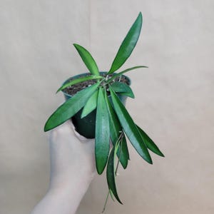 Hoya kentiana wayetii  plant live rare indoor houseplants in 3- inch pot