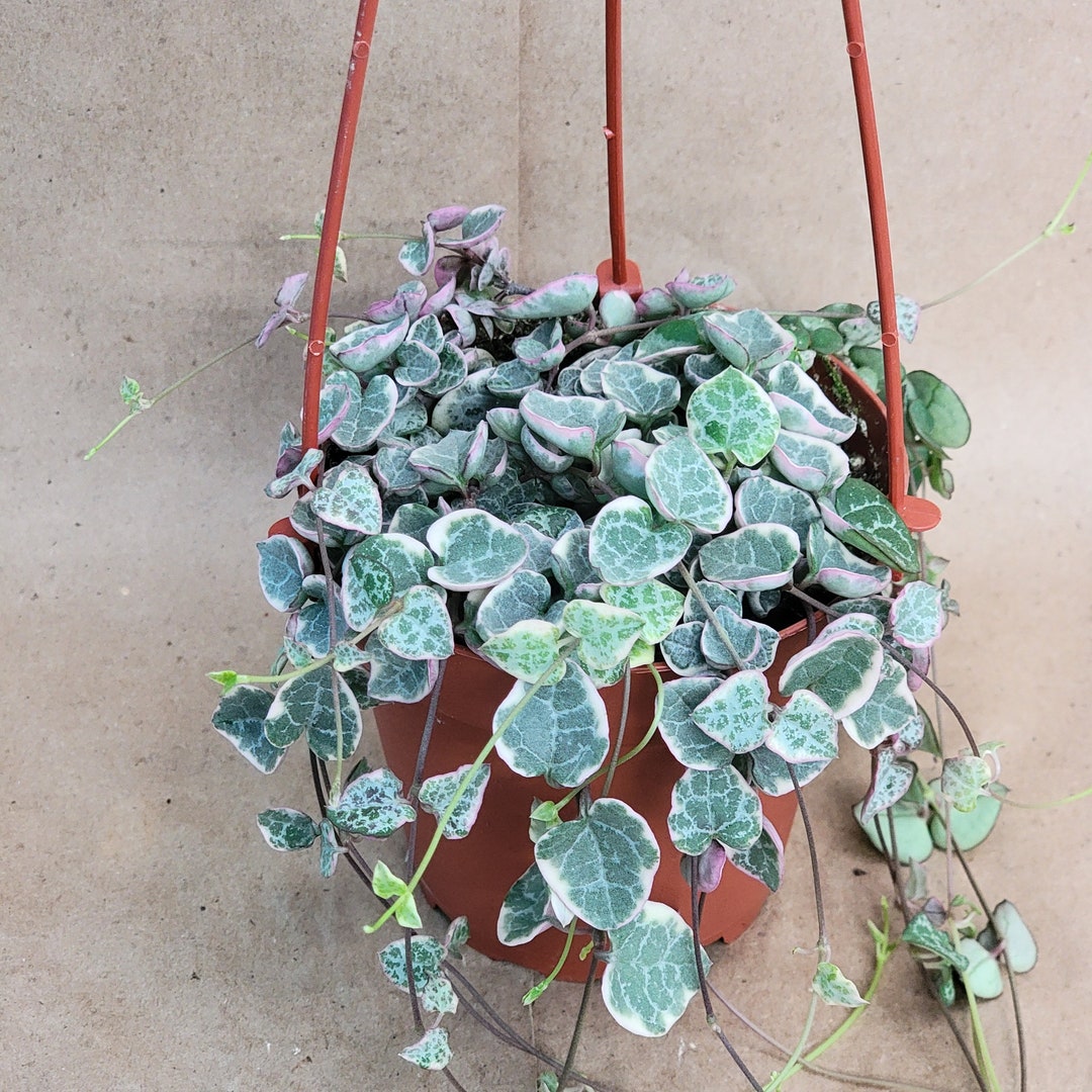 Variegated String Of Hearts Plant - Trailing Succulent, Also Known As String Of Pearls