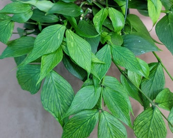 Hoya Polyneura , Fishtail Hoya plant live rare indoor houseplants in 4 inch pot
