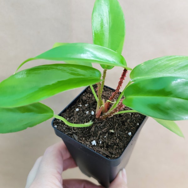 philodendron Squamiferum live rare indoor houseplants in 3 inch pot