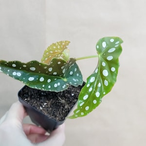 Begonia Wightii ,Begonia maculata variegata live rare indoor houseplants in 3 inch pot