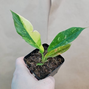May include: A small potted plant with variegated leaves. The leaves are green with yellow and white variegation. The plant is in a black square pot.