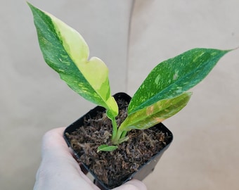 Philodendron Ring of Fire: Variegated Rare Indoor Plant (3 inch pot)