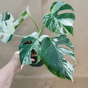 Monstera Albo Variegata: Rare Live Indoor Plant (6-inch Pot)
