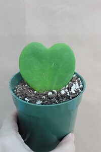 Variegated Hoya Kerrii  plant live rare indoor houseplants
