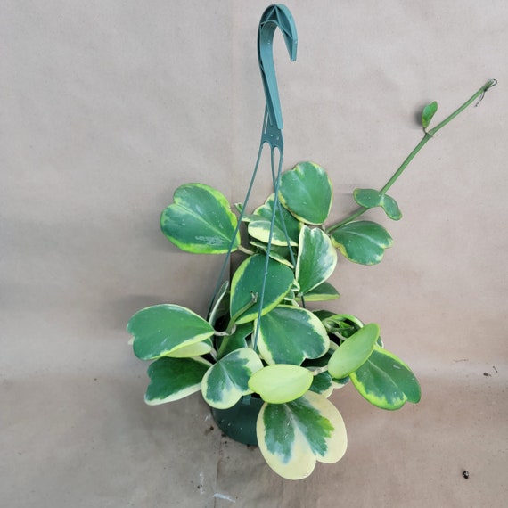 Variegated Hoya Kerrii  plant live rare indoor houseplants