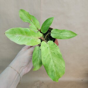 Philodendron Paraiso Verde live rare indoor houseplants in 4 inch pot