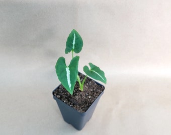 Syngonium wendlandii live rare indoor houseplants in 3 inch pot