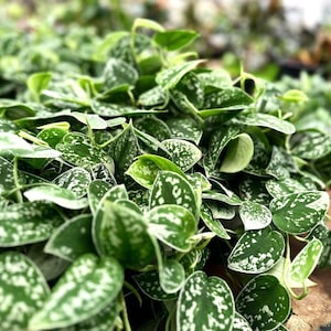 Scindapsus pictus ,Satin pothos live rare indoor houseplants in 3 inch pot