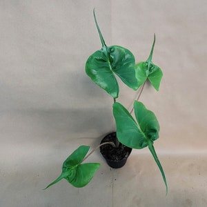 Alocasia macrorrhiza Stingray plant live rare indoor houseplants in 3 inch pot