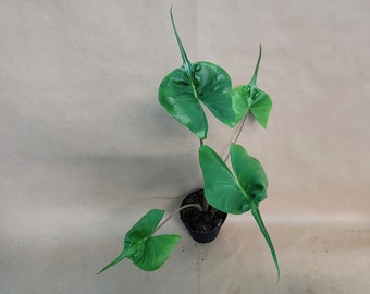 Alocasia macrorrhiza Stingray plant live rare indoor houseplants in 3 inch pot