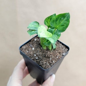 Syngonium podophyllum Mouse Ears live rare indoor houseplants in 3 inch pot