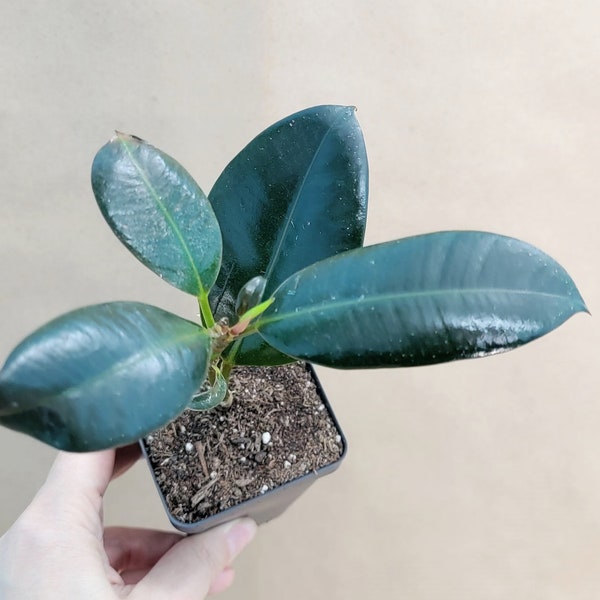 Ficus Elastica Burgundy live rare indoor houseplants in 3 inch pot