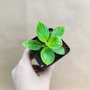 Philodendron Birkin live rare indoor houseplants in 3 inch pot