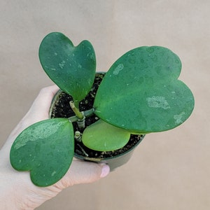 Variegated Hoya Kerrii  plant live rare indoor houseplants