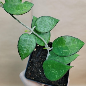 Hoya Black Margin – Rare Splash Plant with Dark Edges (4 inch pot)