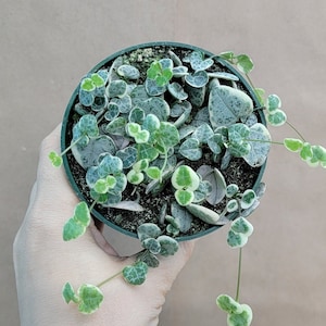 Ceropegia woodii Variegated String of Hearts live rare indoor houseplants in 4 inch pot