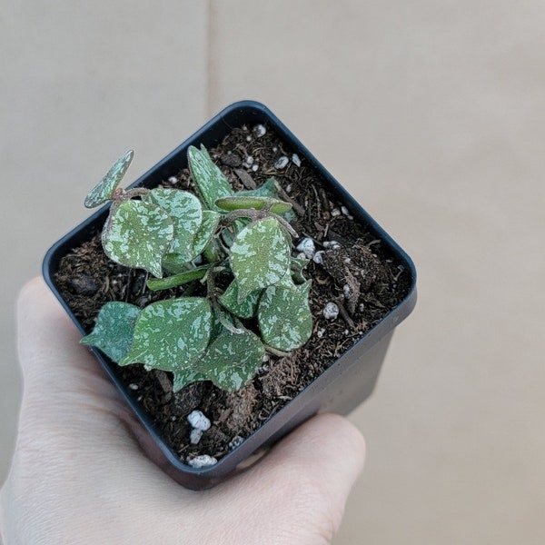 Hoya curtisii Splash plant live rare indoor houseplants in 3 inch pot