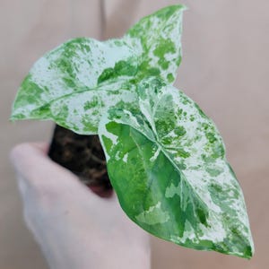 Alocasia macrorrhiza Camouflage – Rare Variegated Elephant Ear | Indoor Aroid | 3″ Pot Tropical Foliage Plant