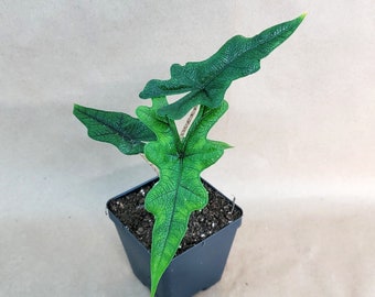 Alocasia Jacklyn plant live rare indoor houseplants