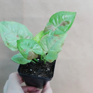 Syngonium podophyllum Milk Confetti live rare indoor houseplants in 3 inch pot