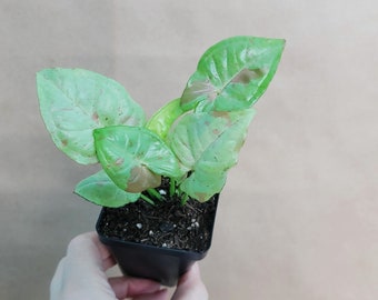 Syngonium podophyllum Milk Confetti live rare indoor houseplants in 3 inch pot