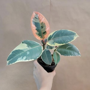 Ficus Elastica Tineke live rare indoor houseplants in4 inch pot