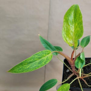Philodendron Painted Lady: Rare Neon Speckled Aroid - Easy Tropical Houseplant