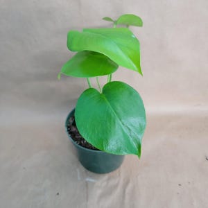 Monstera Deliciosa: Live Swiss Cheese Plant - Easy Care Aroid