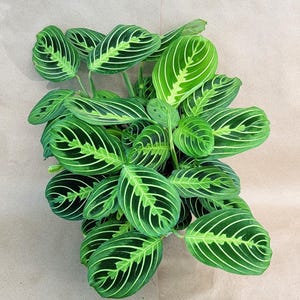 Lemon Lime Prayer Plant: Pet-Safe Tropical Houseplant in 4 Inch Pot