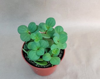 Peperomia Hope live rare indoor houseplants in 4 inch pot