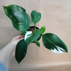 Philodendron White Knight in 4 Inch Pot – Rare Variegated Aroid, Climbing Houseplant, Live Indoor Tropical Plant with White Foliage