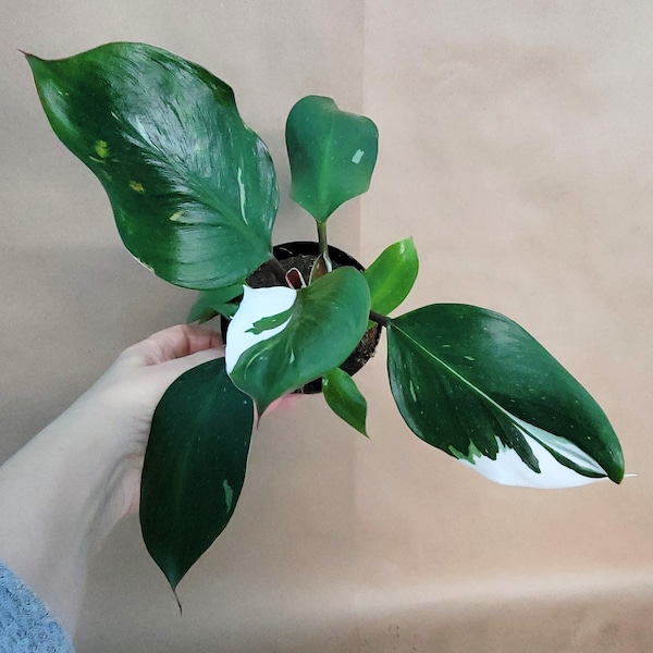 Philodendron white knight rare indoor houseplants in 4 inch pot