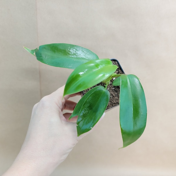 Philodendron Florida Beauty live rare indoor houseplants in 3 inch pot