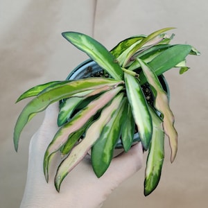 Hoya Kentiana Wayetii Tricolor Variegated Live Houseplants - Rare Indoor Plants - Fully Rooted Live Indoor Plants in 4&quot; Pot