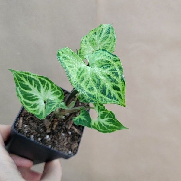 Syngonium Batik live rare indoor houseplants in 3 inch pot