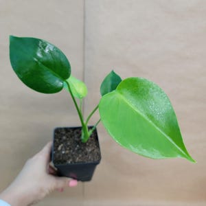 Monstera Deliciosa - Swiss Cheese Plant - Live Tropical Houseplant in 4&quot; Pot