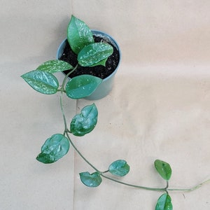 Hoya pubicalyx Bright One plant live rare indoor houseplants in 4 inch pot