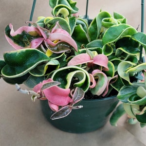 Hoya Variegated Compacta aka, Variegated Hindu Rope plant live rare indoor houseplants in 4 inch pot