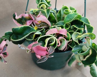 Hoya Variegated Compacta aka Variegated Hindu Rope   plant live rare indoor houseplants in 4 inch pot