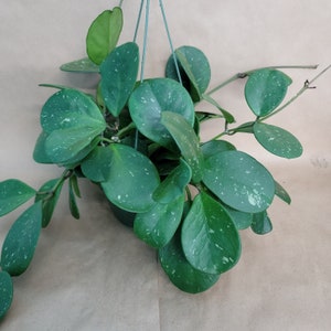 Rare Hoya Obovata &#39;Splash&#39;: Silver Splash Round Leaf Plant