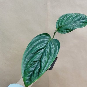 Monstera Peru live rare indoor houseplants in 3 inch pot