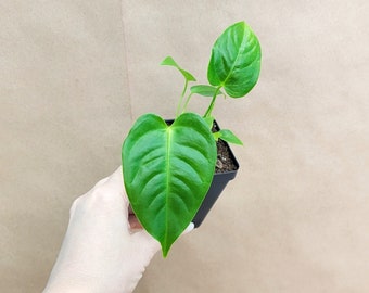 Anthurium veitchii king plant live rare indoor houseplants in 3 inch pot