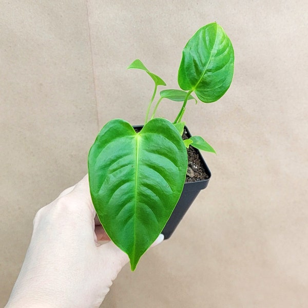 Anthurium veitchii king plant live rare indoor houseplants in 3 inch pot