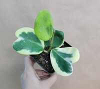 Variegated Hoya Kerrii  plant live rare indoor houseplants