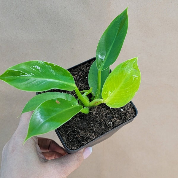 Philodendron Golden Goddess live rare indoor houseplants in 4 inch pot