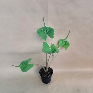 Alocasia macrorrhiza Stingray plant live rare indoor houseplants